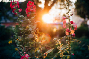 Mallow flowers in the sunset Mallow flowers in the sunset